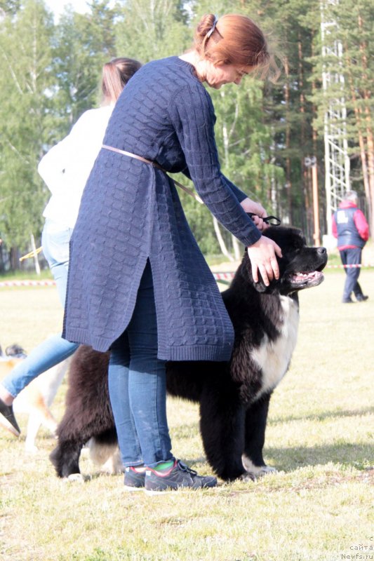 Фото: ньюфаундленд Аквиан Сонг Феличита (Akvian Song Felichita)