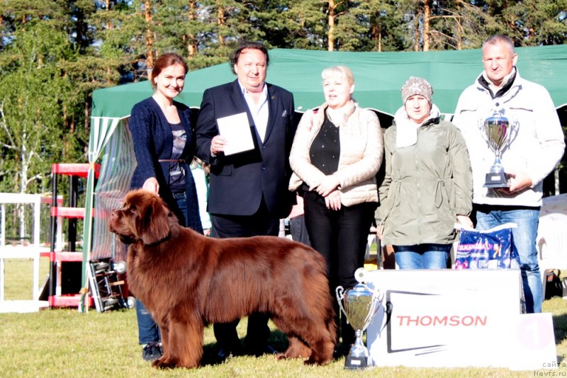 Фото: ньюфаундленд Фанньюф Авалон (Funnewf Avalon), Ксения Новикова