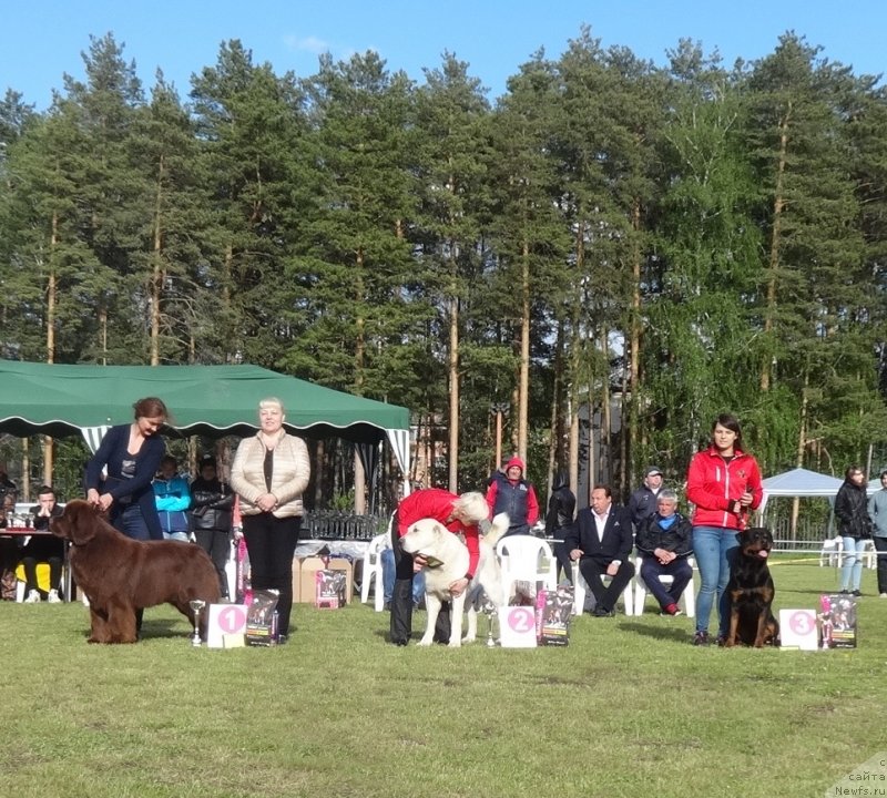 Фото: ньюфаундленд Фанньюф Авалон (Funnewf Avalon)