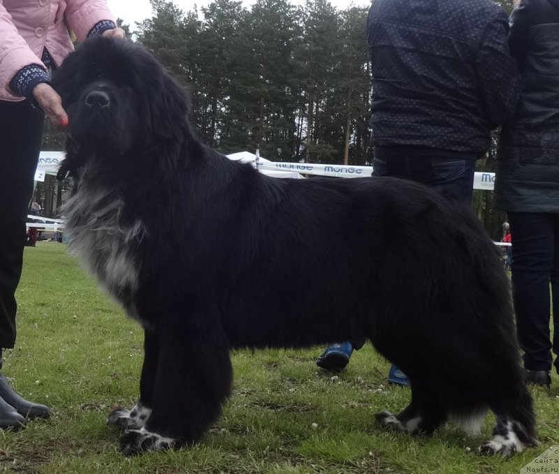 Фото: ньюфаундленд Блэк Диамонд Агидель от Потапа Виз-А-Виз