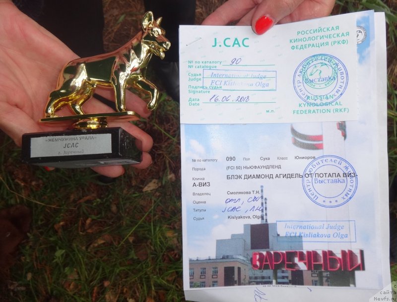 Фото: ньюфаундленд Блэк Диамонд Агидель от Потапа Виз-А-Виз