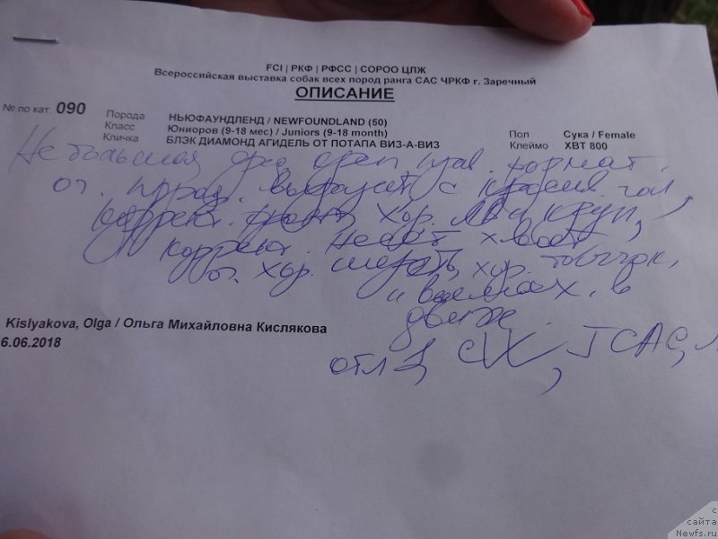 Фото: ньюфаундленд Блэк Диамонд Агидель от Потапа Виз-А-Виз