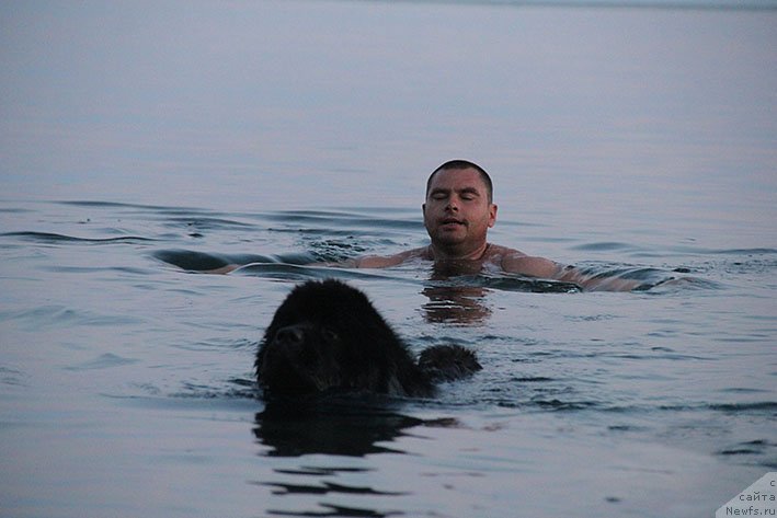 Фото: ньюфаундленд Лаура с Берега Дона (Laura s Berega Dona)