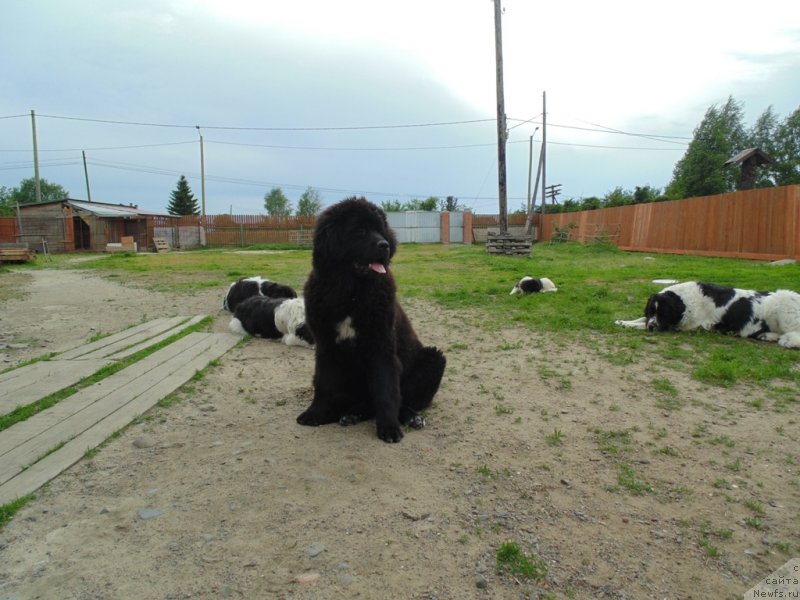 Фото: ньюфаундленд Государыня Руси от Карельских Медведей