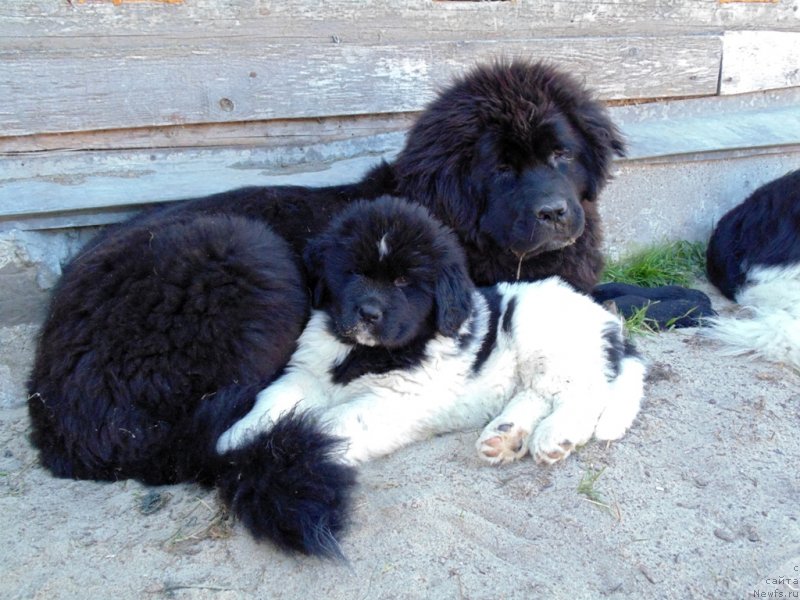 Фото: ньюфаундленд Государыня Руси от Карельских Медведей