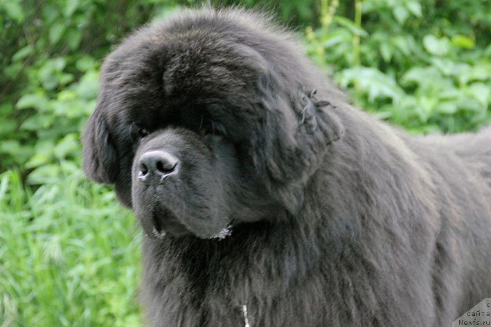 Фото: ньюфаундленд Жорж с Берега Дона (Zhorzh s Berega Dona)