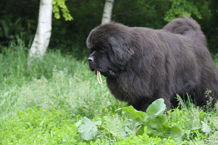 Фото: ньюфаундленд Жорж с Берега Дона (Zhorzh s Berega Dona)