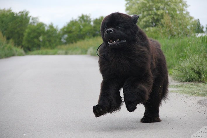 Фото: ньюфаундленд Жорж с Берега Дона (Zhorzh s Berega Dona)