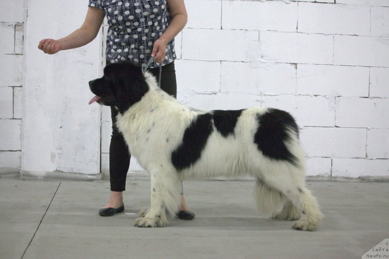 Фото: ньюфаундленд Варвара Краса от Карельских Медведей