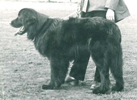 Фото: ньюфаундленд Юджи Галл Гэй