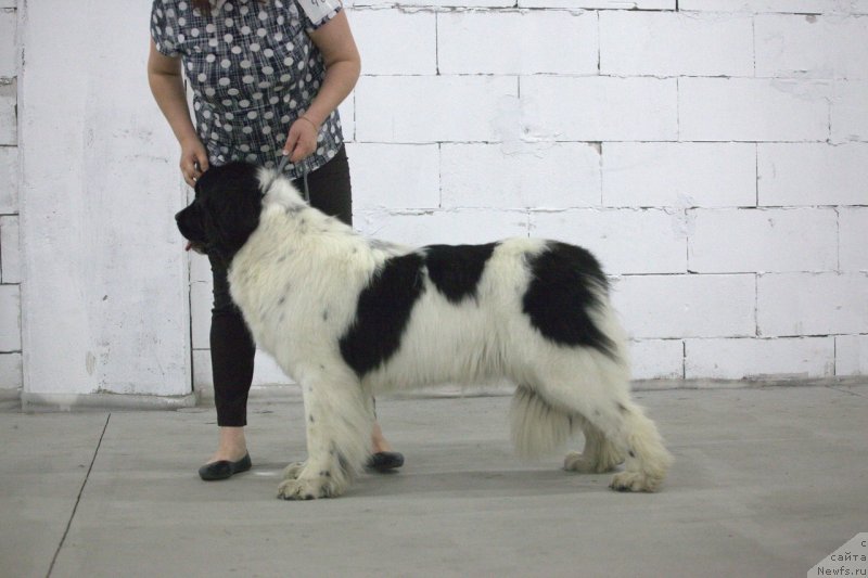 Фото: ньюфаундленд Варвара Краса от Карельских Медведей