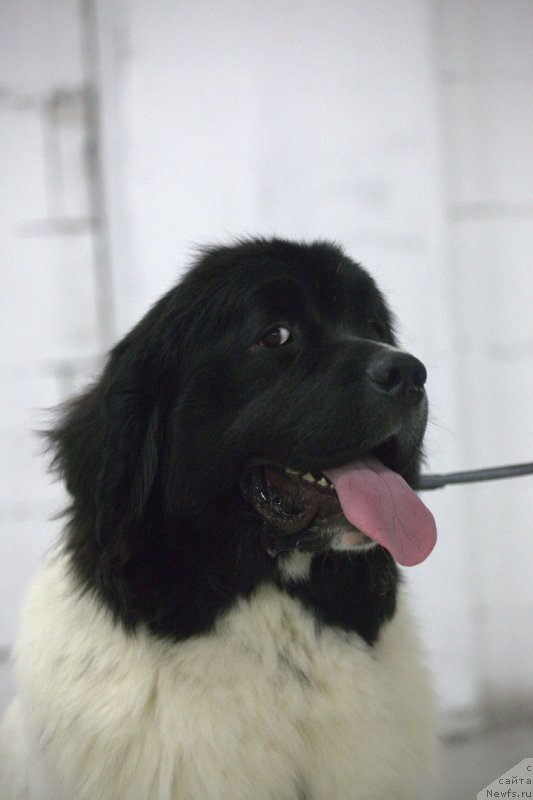 Фото: ньюфаундленд Варвара Краса от Карельских Медведей