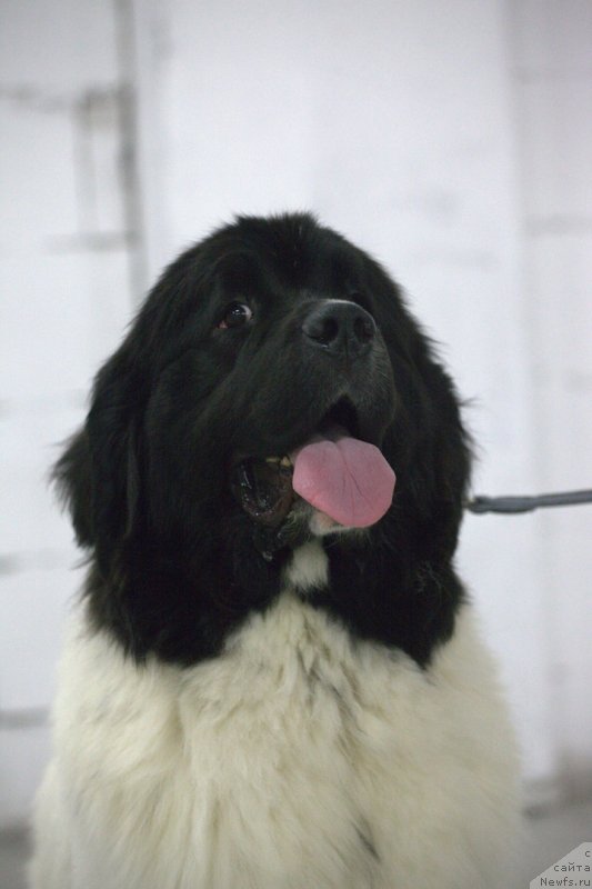 Фото: ньюфаундленд Варвара Краса от Карельских Медведей