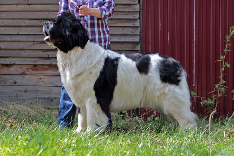 Фото: ньюфаундленд Супер Бизон Мурсиелага
