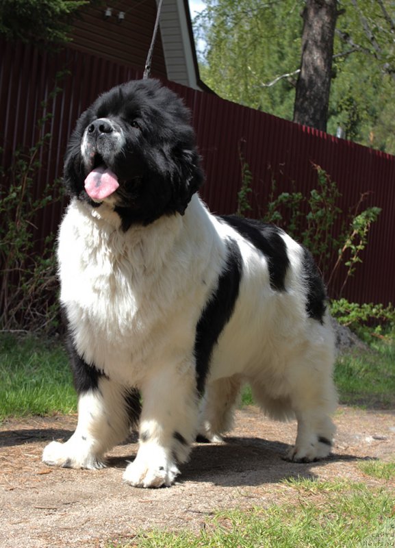 Фото: ньюфаундленд Супер Бизон Мурсиелага