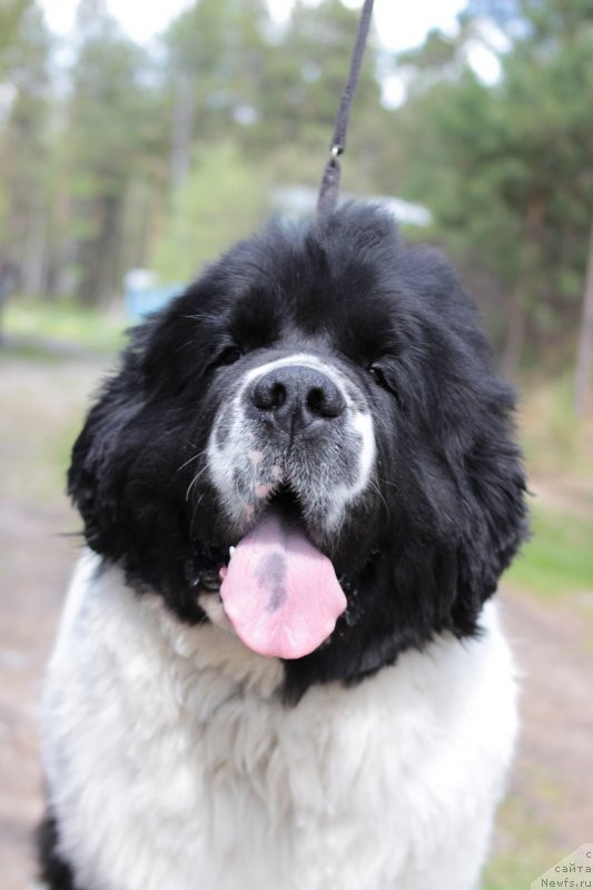 Фото: ньюфаундленд Супер Бизон Мурсиелага