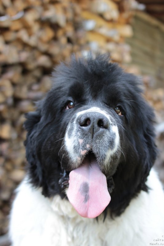 Фотография № 236714