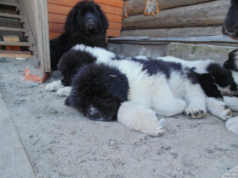 Фото: ньюфаундленд Степная Пальмира Единственный Мой