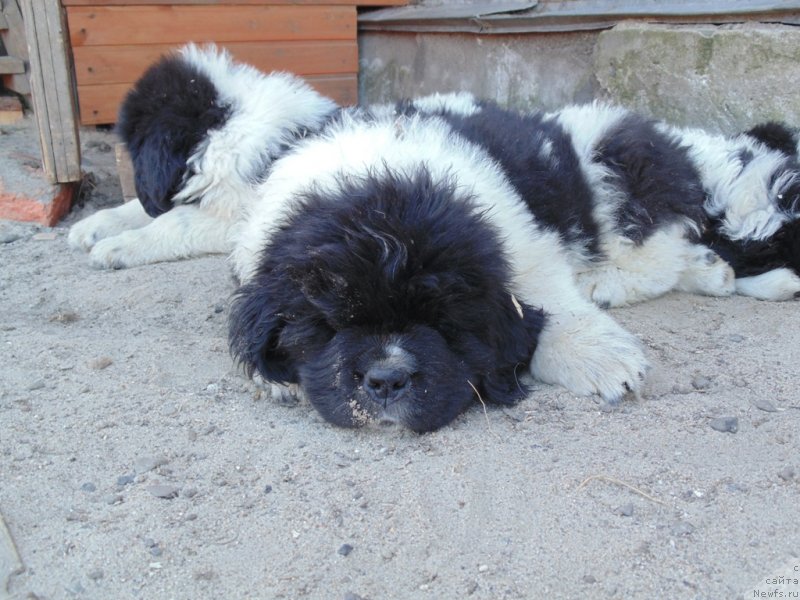 Фото: ньюфаундленд Степная Пальмира Единственный Мой