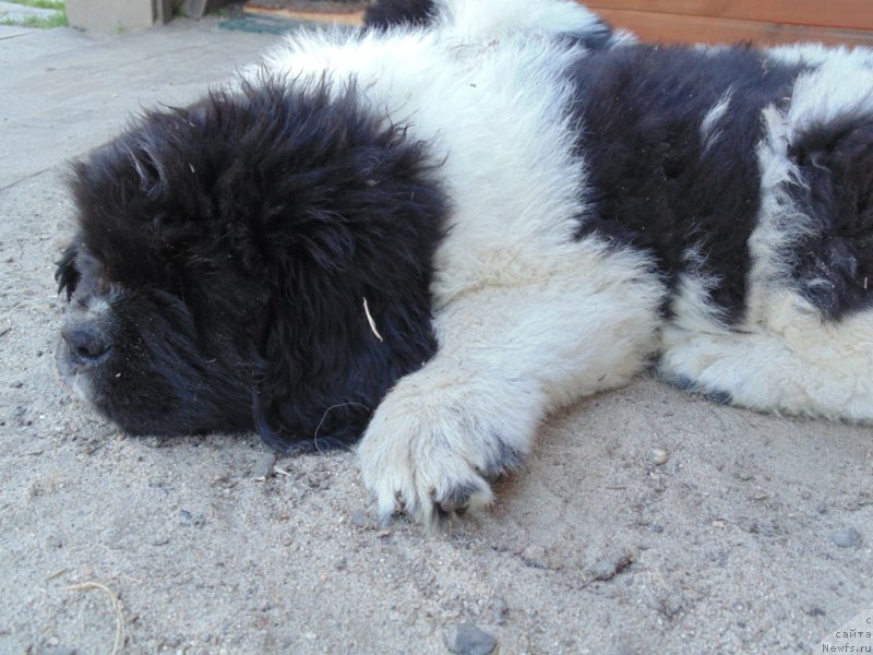 Фото: ньюфаундленд Степная Пальмира Единственный Мой