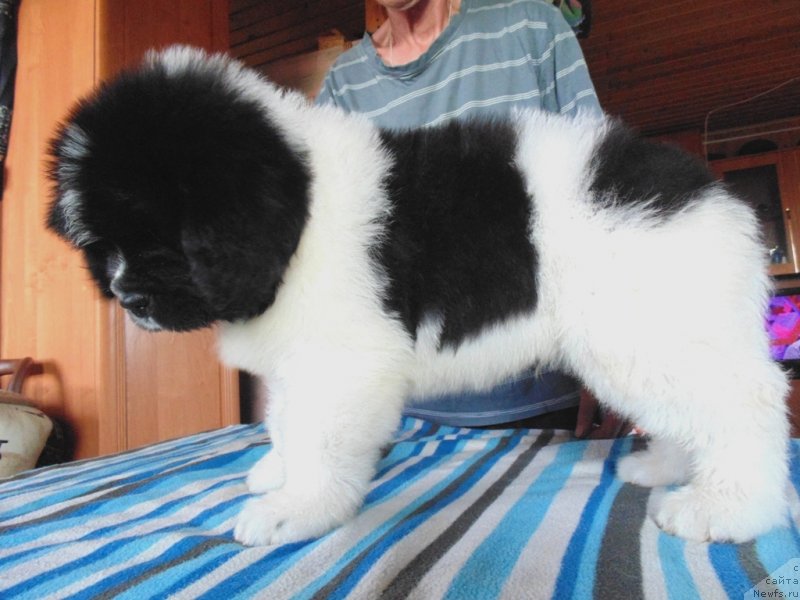 Фото: ньюфаундленд Степная Пальмира Единственный Мой