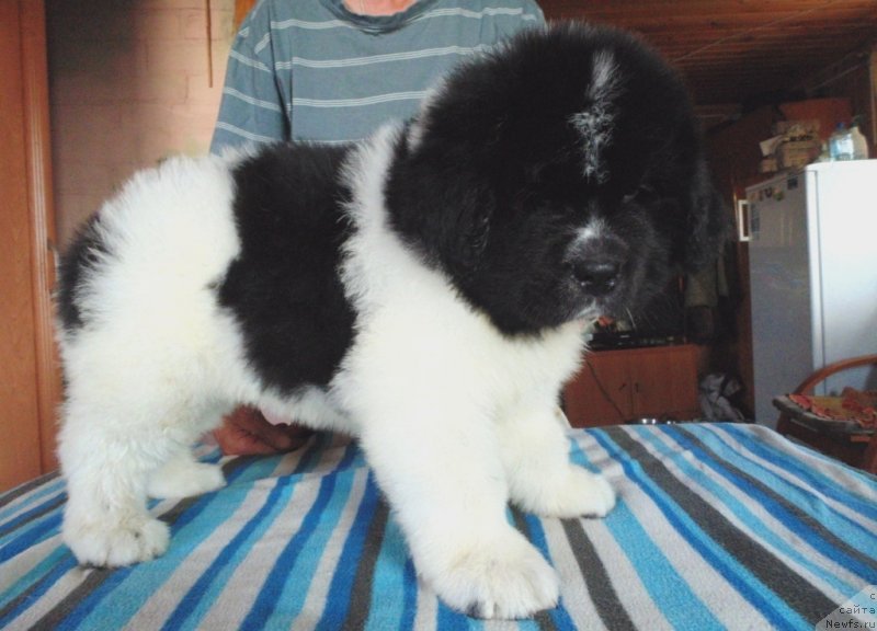 Фото: ньюфаундленд Степная Пальмира Единственный Мой