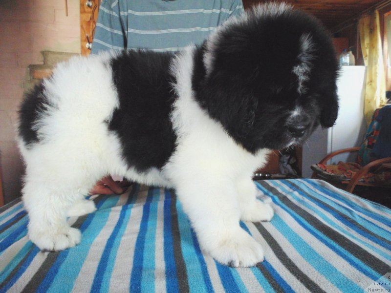 Фото: ньюфаундленд Степная Пальмира Единственный Мой