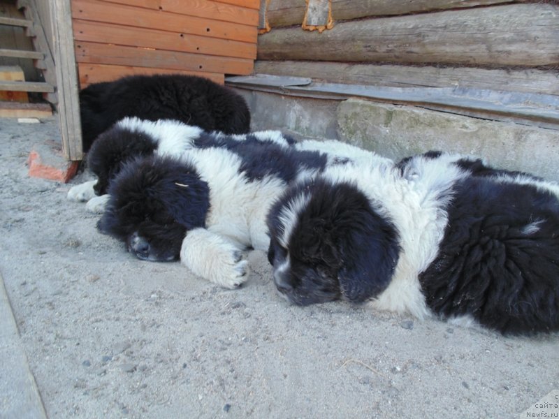 Фото: ньюфаундленд Степная Пальмира Единственный Мой