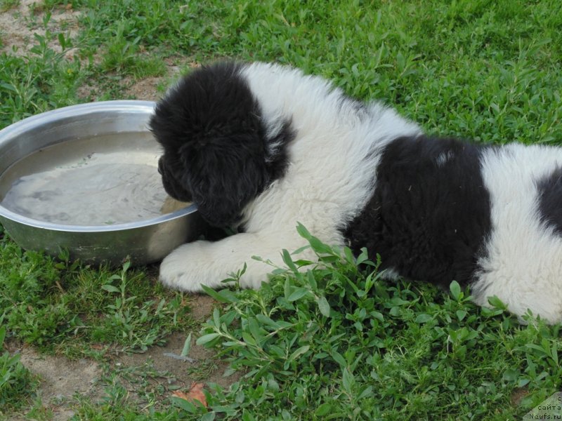 Фотография № 236739