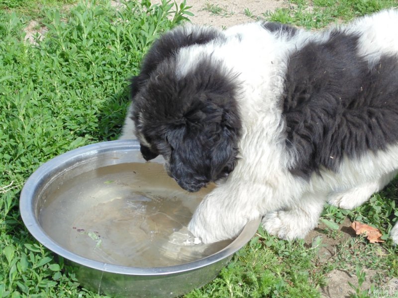 Фотография № 236740