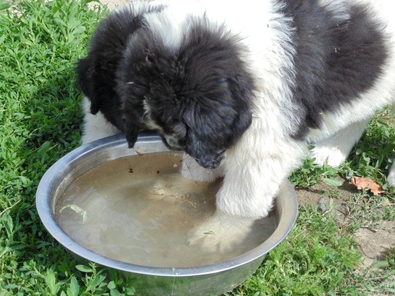 Фотография № 236741