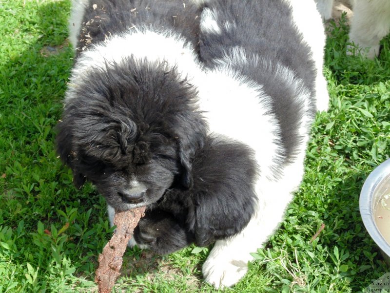 Фото: ньюфаундленд Супер Бизон Мелодия