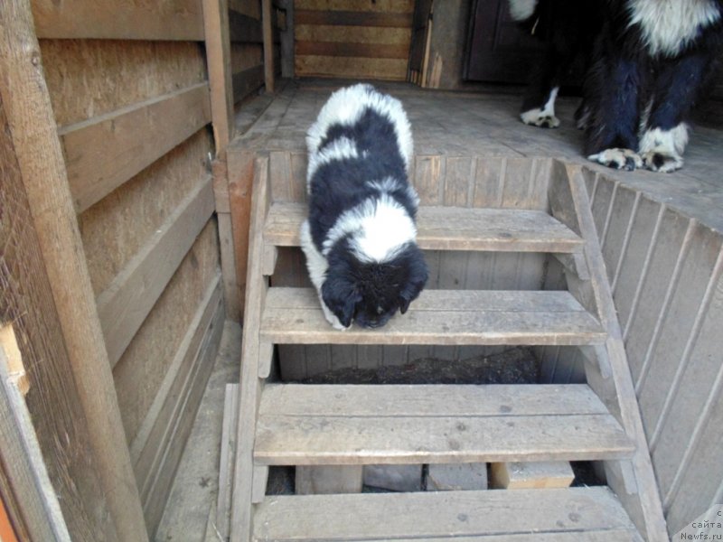 Фото: ньюфаундленд Супер Бизон Мелодия