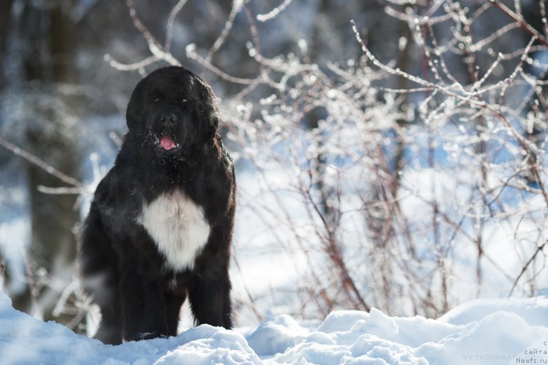 Фото: ньюфаундленд Элис Блюз Юнита (Alis Blues Yunita)