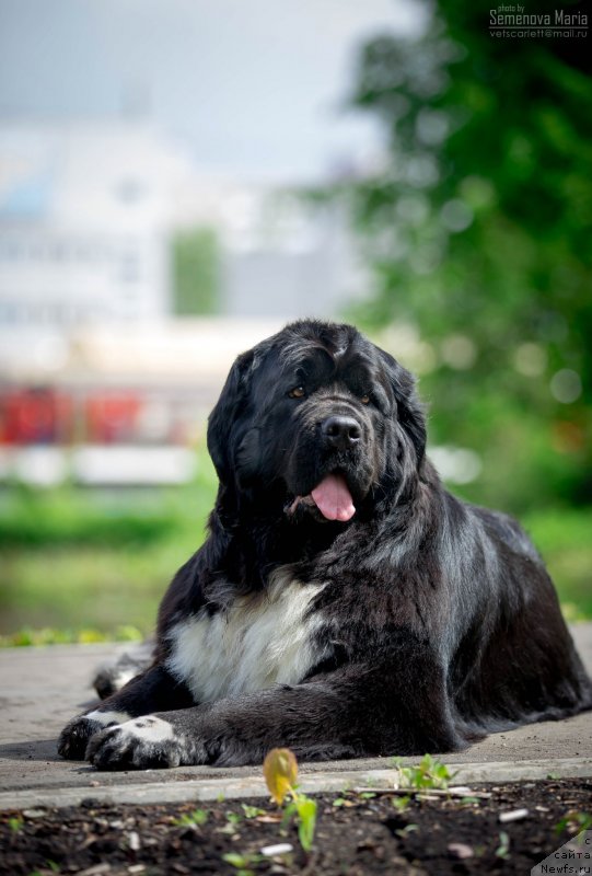 Фото: ньюфаундленд Элис Блюз Юнита (Alis Blues Yunita)