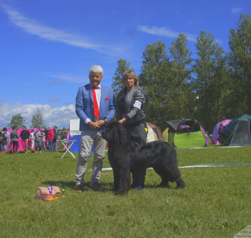 Фото: ньюфаундленд Супер Премиум Экселенс Эксесс (Super Premium Excellent Excess)