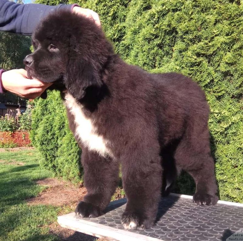 Фото: Щенки  д.р.24.02.2018 от, ньюфаундленд Feel On Top of The World Midnight Bear, ньюфаундленд Newflame of Love Midnight Bear