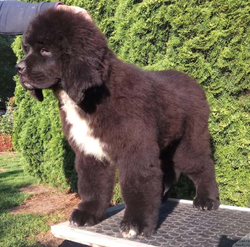 Фото: Щенки  д.р.24.02.2018 от, ньюфаундленд Feel On Top of The World Midnight Bear, ньюфаундленд Newflame of Love Midnight Bear