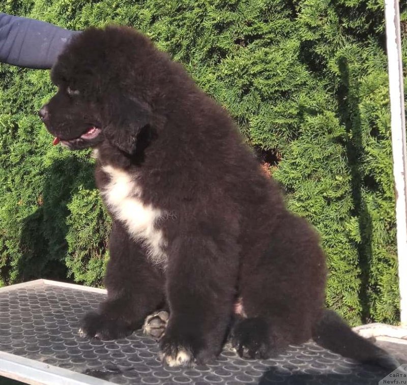 Фото: Щенки  д.р.24.02.2018 от, ньюфаундленд Feel On Top of The World Midnight Bear, ньюфаундленд Newflame of Love Midnight Bear