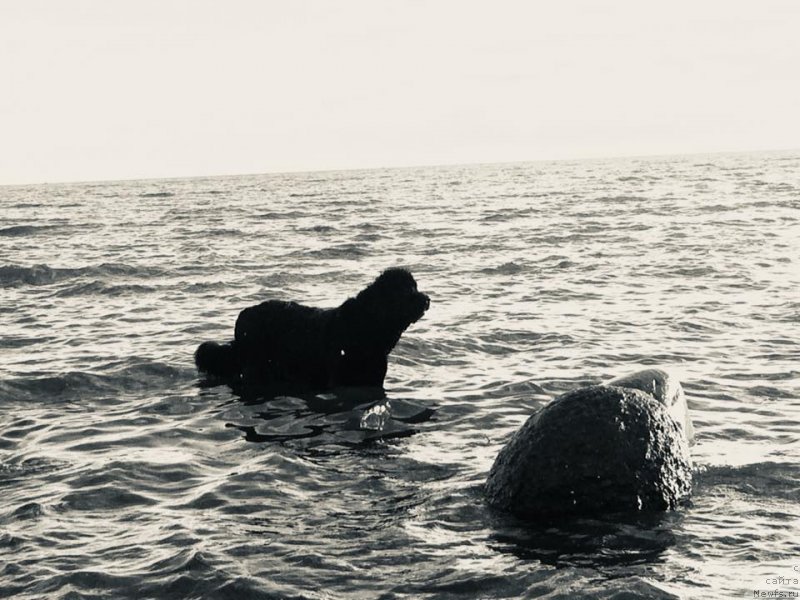 Фото: ньюфаундленд Love Inside Your Soul Moon Bear