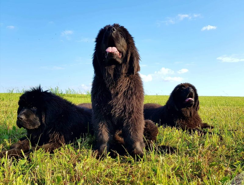 Фото: ньюфаундленд Марелла Феррера (Marella Ferrera), ньюфаундленд Марюс Вайсберг (Marius Vaisberg), ньюфаундленд Мариэлла Бурани (Mariella Burani)