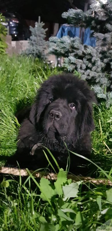 Фото: ньюфаундленд Супер Премиум Янже