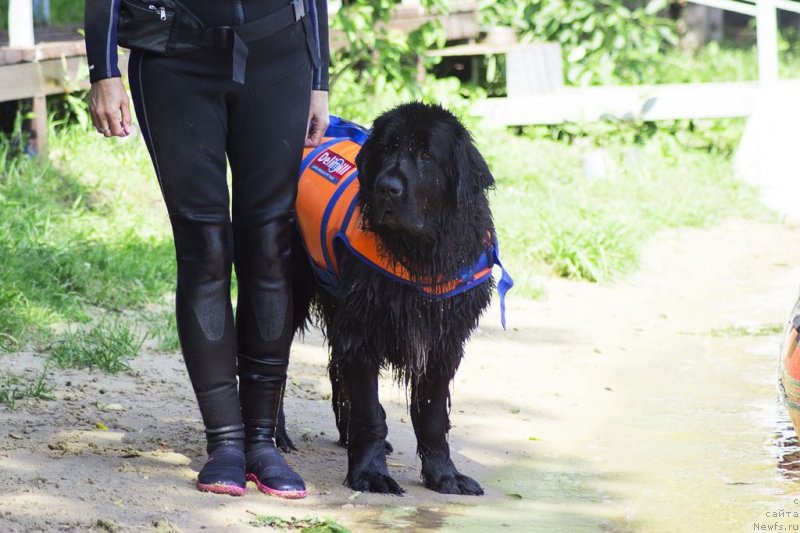 Фото: ньюфаундленд My Frend Newfy' Abigail Miss Churchill