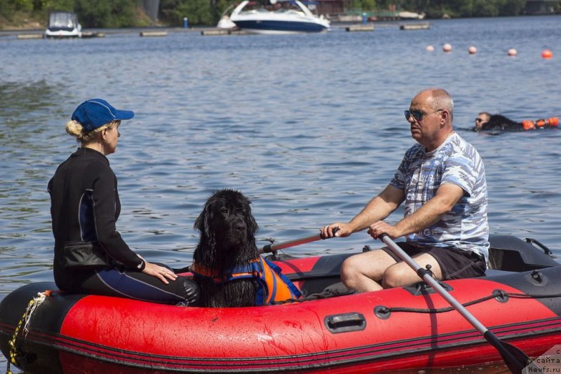 Фото: ньюфаундленд My Frend Newfy' Abigail Miss Churchill, Александр Бурмистров