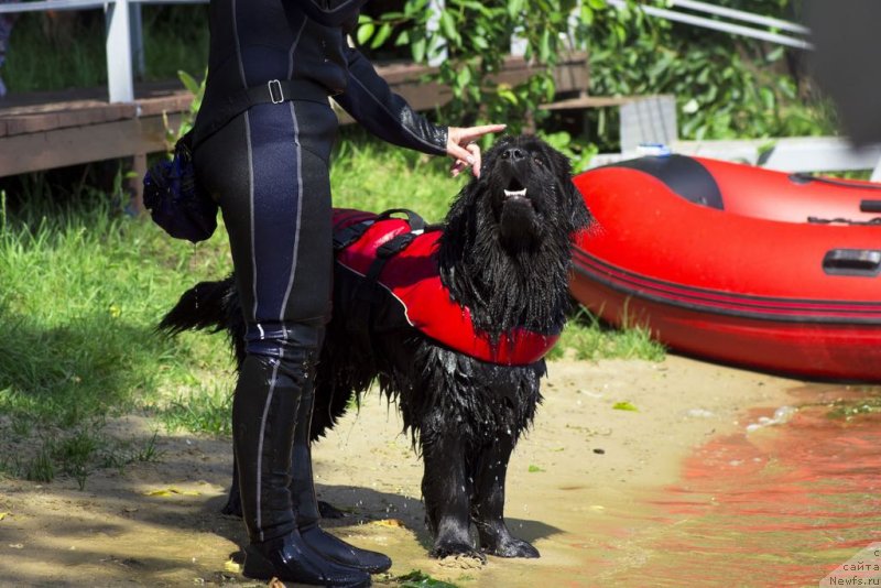 Фото: ньюфаундленд Май Френд Ньюфи Лавендэ Палм (May Frend Newfy Lavender Palm)