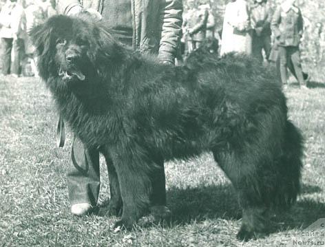 Фото: ньюфаундленд Блэк Джим