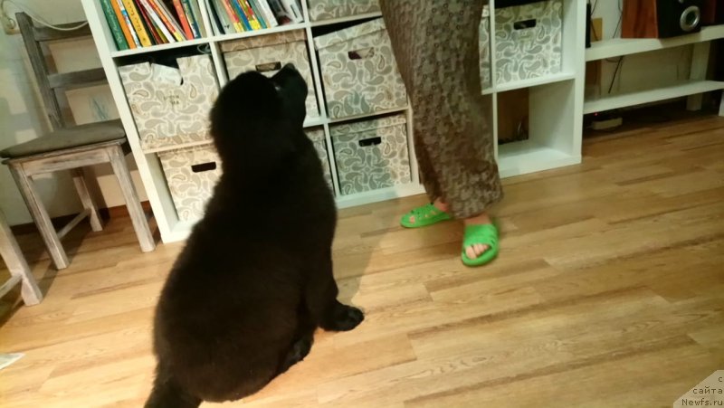 Фото: ньюфаундленд Супер Премиум Ямайка