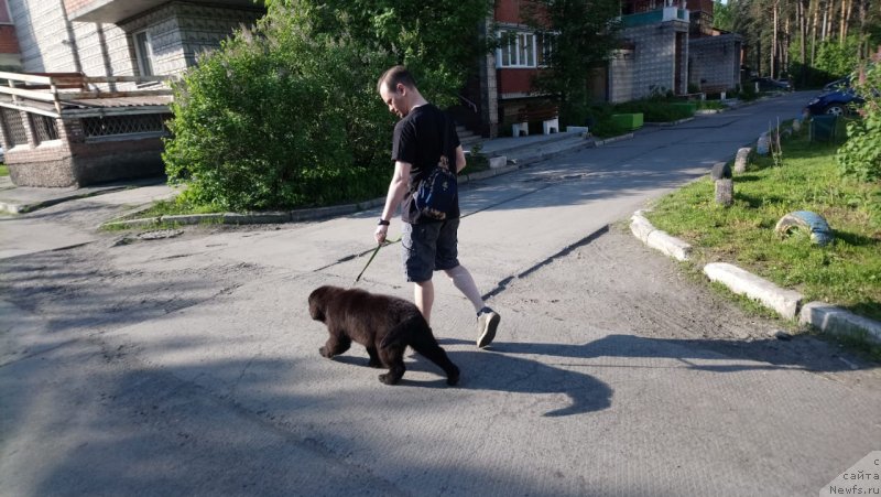 Фото: ньюфаундленд Супер Премиум Ямайка