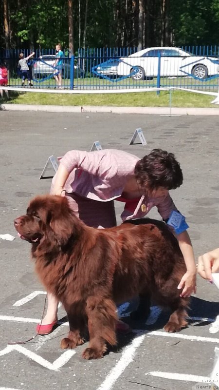 Фото: ньюфаундленд Браунблад МСК Сабина Эстер (Brownblood MSK Sabina Ester)