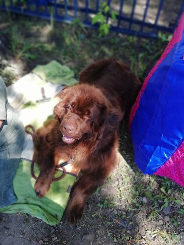 Фото: ньюфаундленд Браунблад МСК Сабина Эстер (Brownblood MSK Sabina Ester)